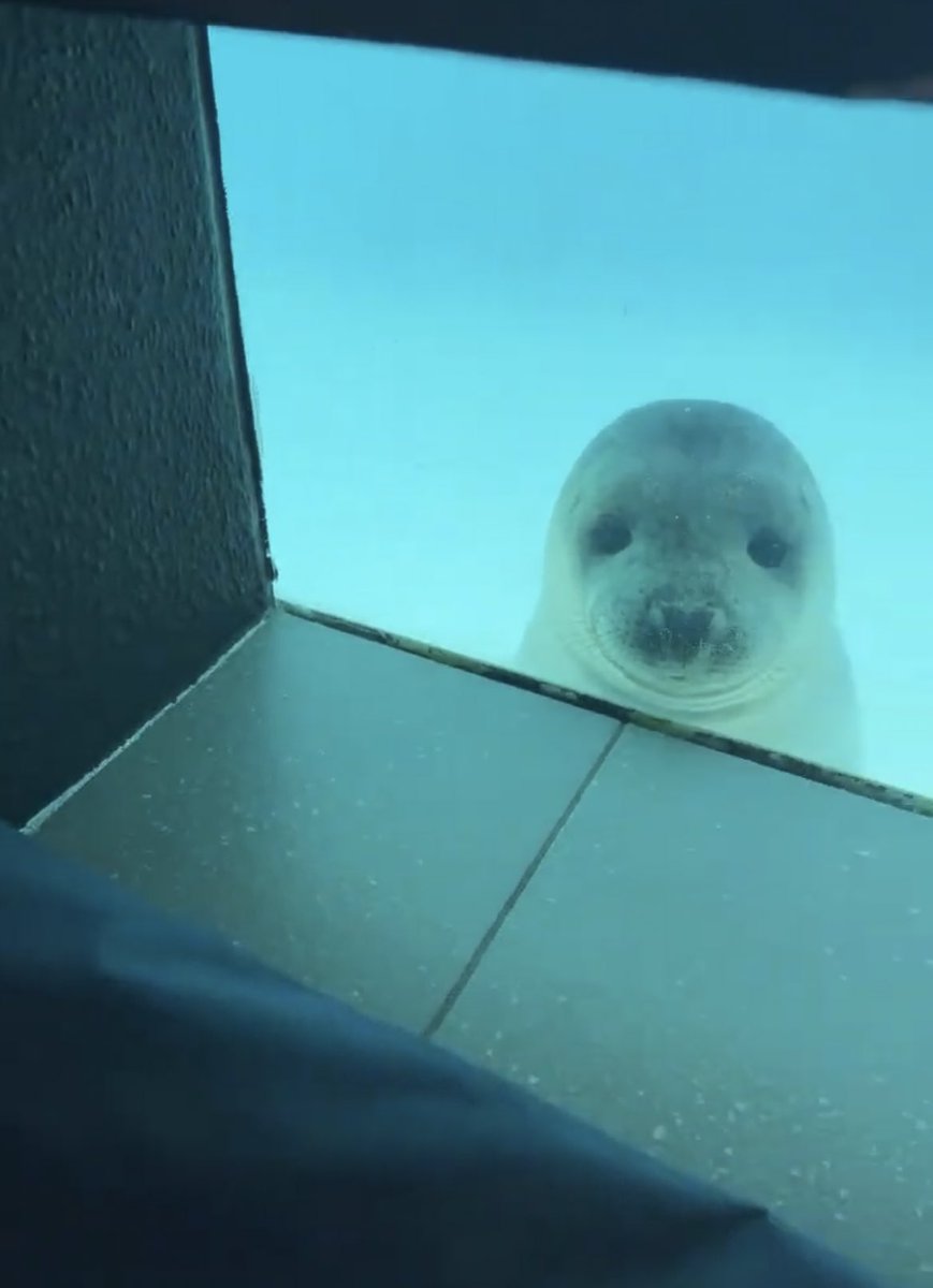 otofuseal's tweet photo. オリーの可愛さに語彙力を失った茶道部員大量発生しただろうな… https://t.co/DyZa8ISOck