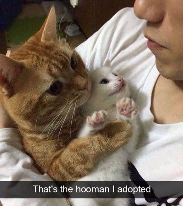 Why you should have a cat (@shouldhavecat) on Twitter photo 