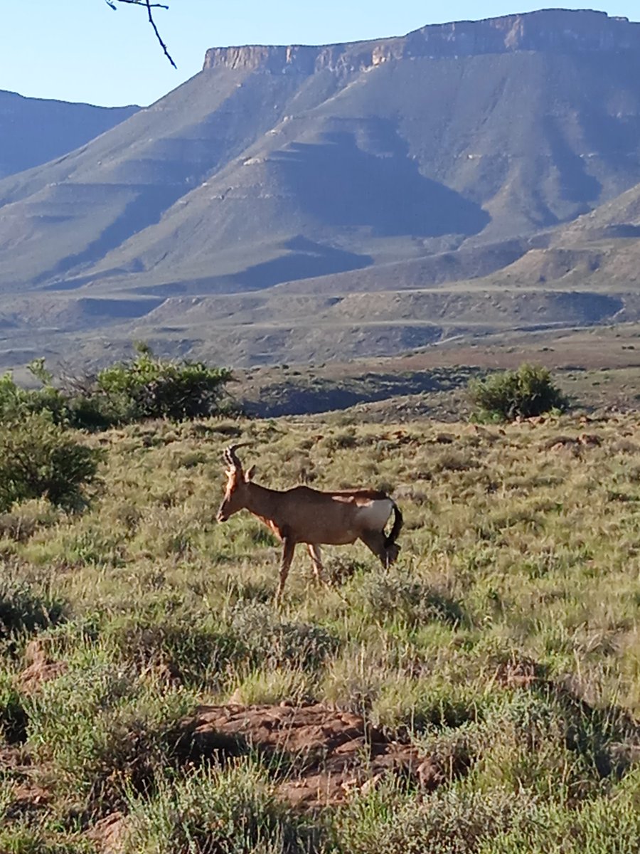 African Experience | Safari, Golf & Day Tours tweet media