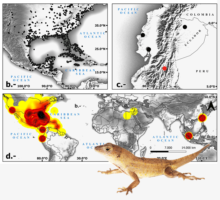vpr0mer0's tweet photo. Borderless Lizards: Unveiling Overlooked Records and the Runaway Invasion of Anolis sagrei in Ecuador https://t.co/kWkDlo4fOF via @ARPHAPreprints https://t.co/VyHzG8UKoh