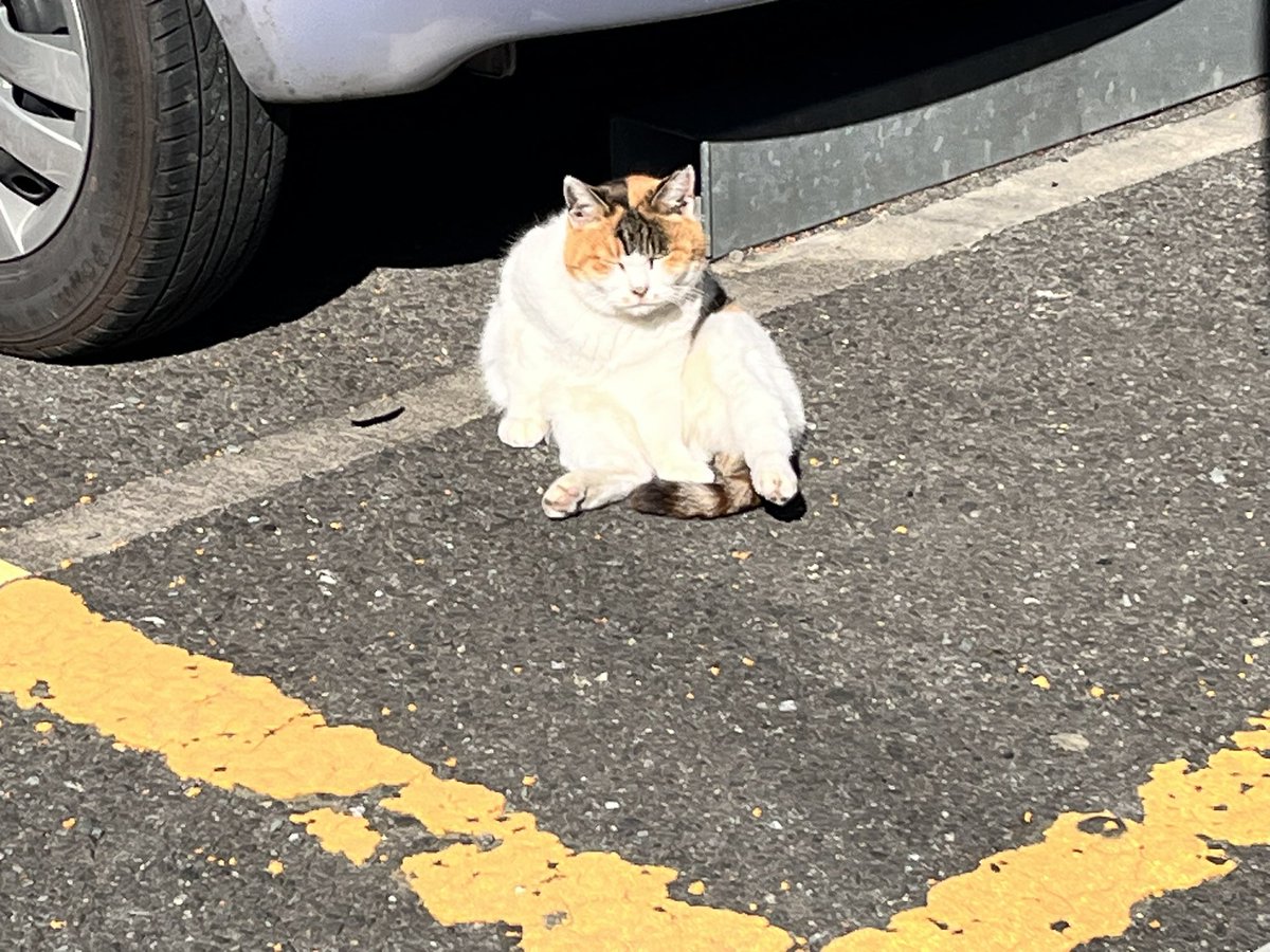 u_upiko's tweet photo. くつろぎねこ https://t.co/YE3vNEQ6IV