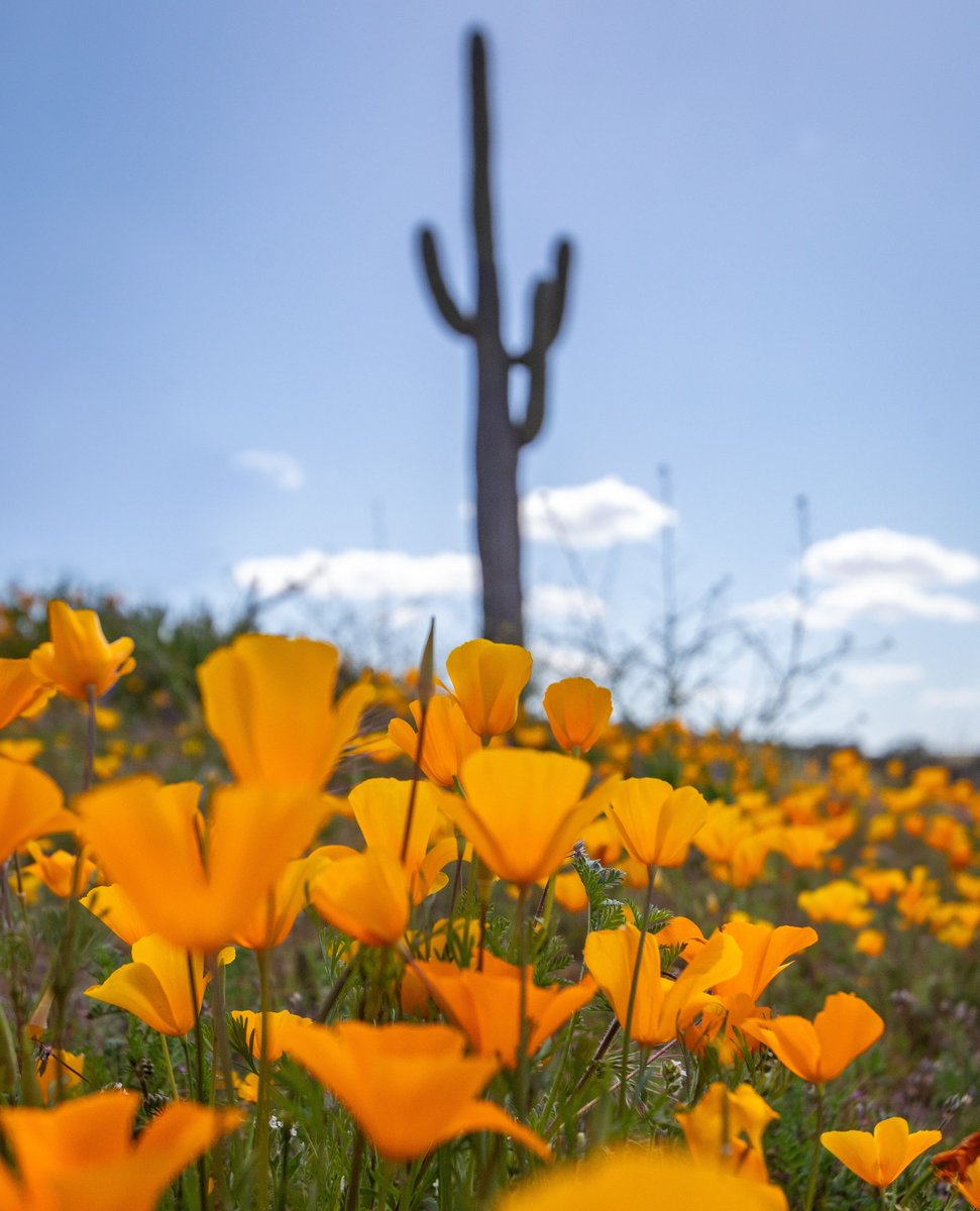 A glimpse of spring in the desert from the PBA archives.

Interested in becoming a Photography Brand Ambassador for Nation's Photo Lab? Tap the link to learn more: bit.ly/3DQF0IQ

Stunning view by 📸: Jeff Poe

#Spring #Desert #Bloom