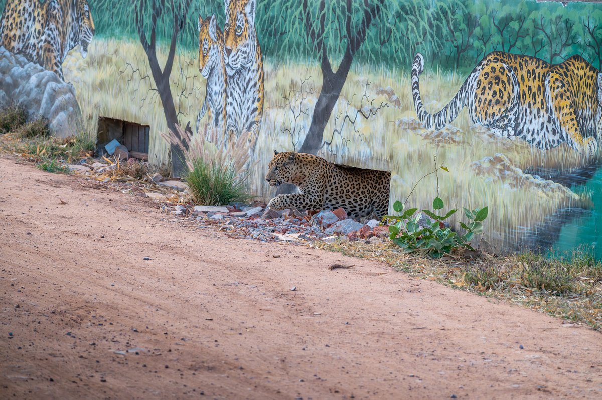 devasar's tweet image. Urban Wilds: From Ranthambore to Jhalana

From tiger cubs in Ranthambore to Jhalana’s leopards—Bahadur on a keekar, Jaleebi with her cub, and majestic Rana strutting past factories. Proof that wildness thrives, even in city shadows.

#nikimages #nikhildevasarphotography