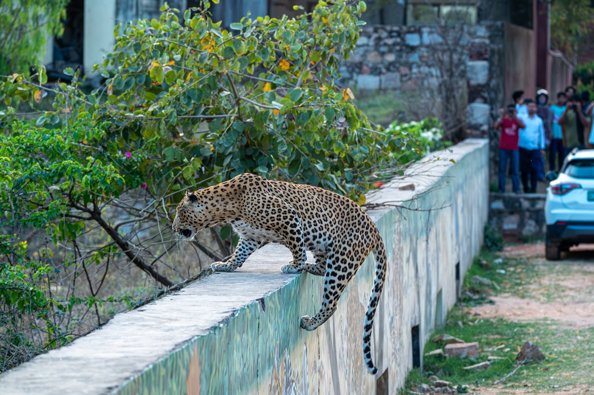 devasar's tweet image. Urban Wilds: From Ranthambore to Jhalana

From tiger cubs in Ranthambore to Jhalana’s leopards—Bahadur on a keekar, Jaleebi with her cub, and majestic Rana strutting past factories. Proof that wildness thrives, even in city shadows.

#nikimages #nikhildevasarphotography