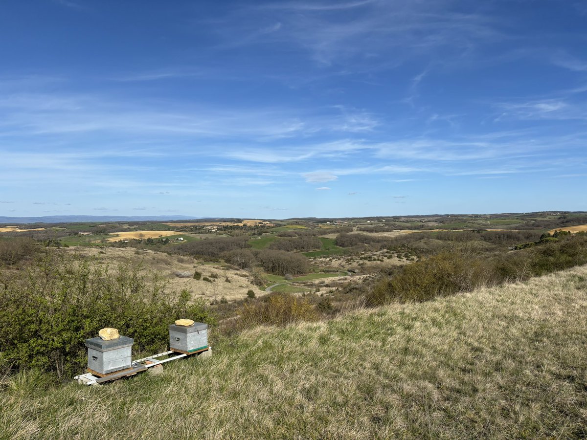 MartinGiurfa's tweet image. The Lauragais, with the Pyrenees as magnificent background: I spent 24 years here. Now it is time to leave, with sadness and gratitude.