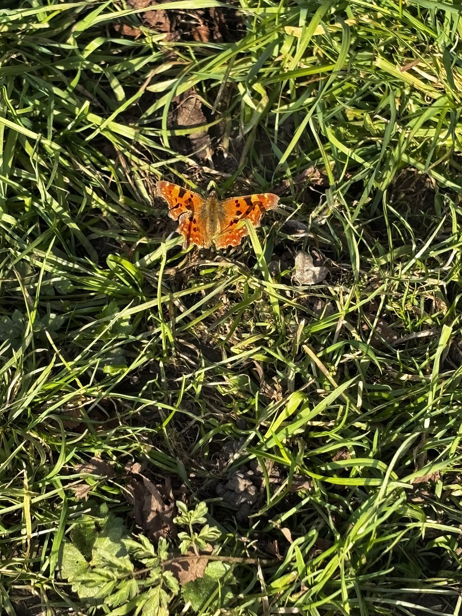 TheRealDuchess's tweet photo. @RSPBbirders Yes in Hertfordshire and also seen a Peacock and a Comma! https://t.co/byp5WPjbHA