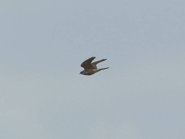 Lovely Merlin from Akeragh Lough this evening. Kerry tick for me.