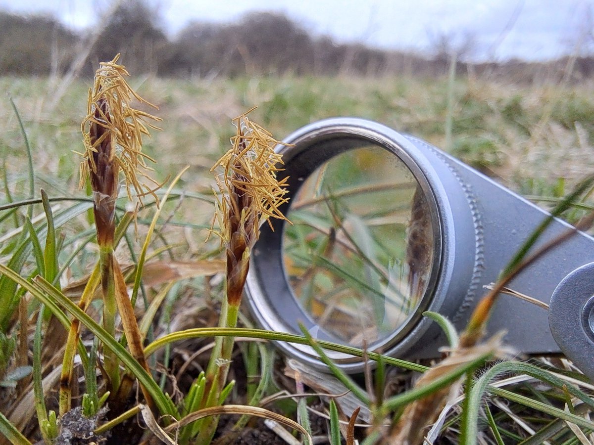 Dwarf Sedge (Carex humilis) on a Hampshire chalk grassland site. <a href="/BSBIbotany/">BSBI: Botanical Society of Britain & Ireland</a> #TwitterNa