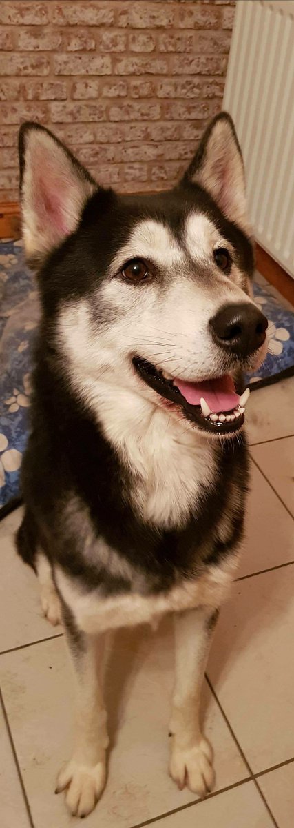 HERE IS DOG DOG IS HAPPY