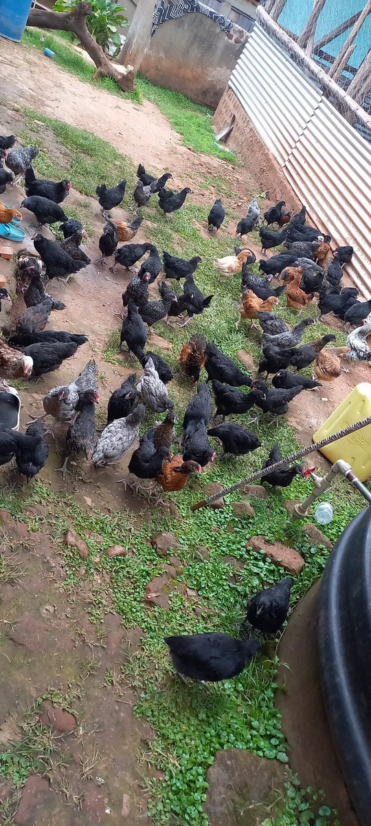 RoyhallP's tweet photo. @MaleAdvocate28 Nti muvubuka atandise okulunda enkoko ate local breed, anyone who needs locally chicken to start rearing like me better start booking nw, @MaleAdvocate28 byebyo ebiriwo kati https://t.co/h8npeMGAMQ
