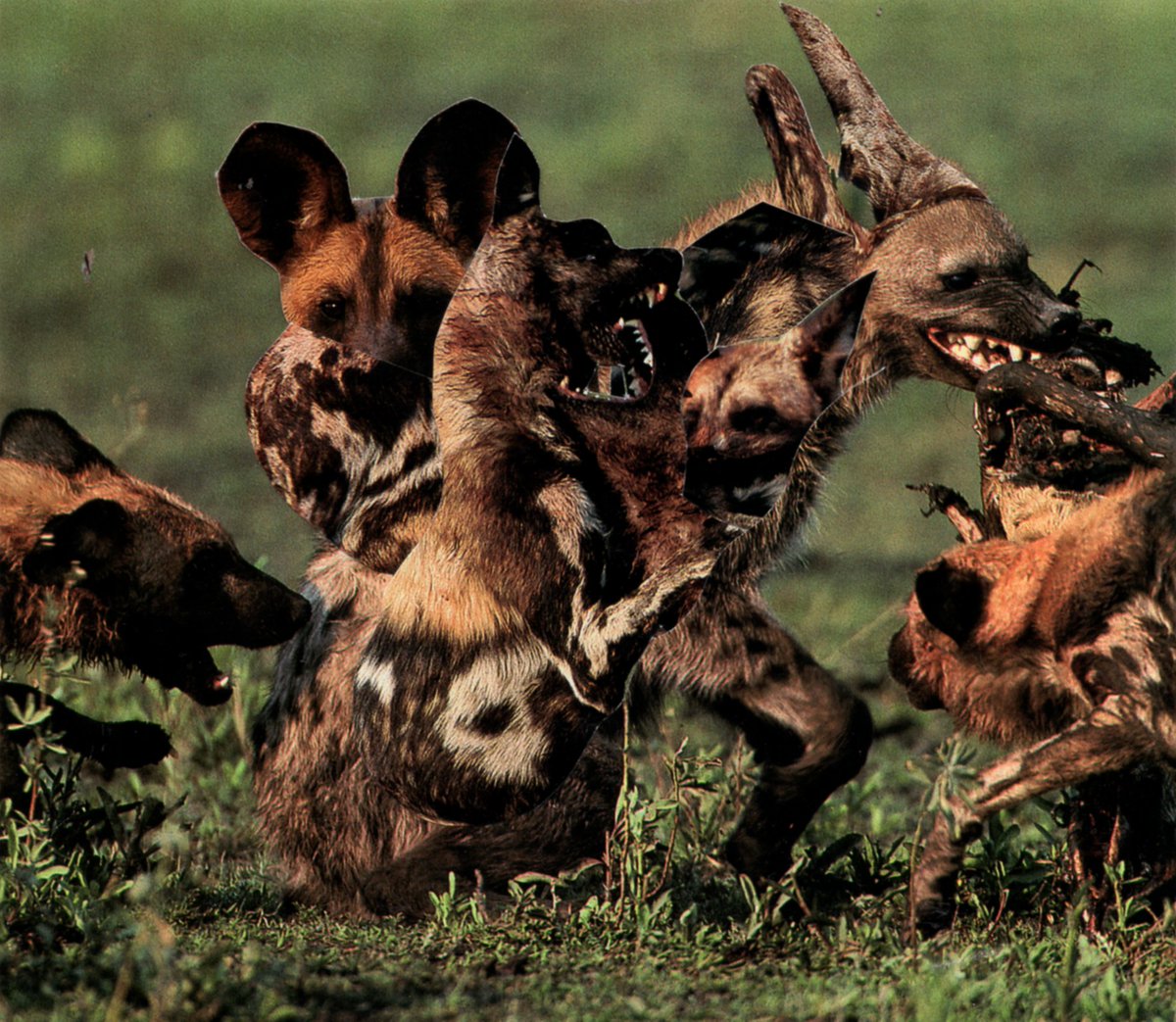 Just a quick reminder

my Open Editions Drop "BITES" on <a href="/objktcom/">objkt.com</a>
is closing in less than 24 hours!

✨ Only 1 TEZ for a piece of this collection.

🔗 Grab yours before it's gone:
objkt.com/.../KT1Lx1UFbR…

Sweet dreams &amp; happy collecting! 🌙✨