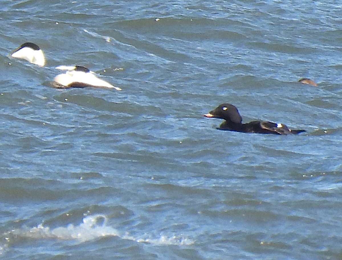 KGbirder (@kgbirder) on Twitter photo A White-winged Scoter this morning, with Eider off Yellowcraig, had a much-reduced eye tick compared to the recent Gullane birds so seems likely to be a second-winter? One ad drake WWS still in Gullane Bay late pm <a href="/birdinglothian/">Birding Lothian</a> A White-winged Scoter this morning, with Eider off Yellowcraig, had a much-reduced eye tick compared to the recent Gullane birds so seems likely to be a second-winter? One ad drake WWS still in Gullane Bay late pm <a href="/birdinglothian/">Birding Lothian</a>