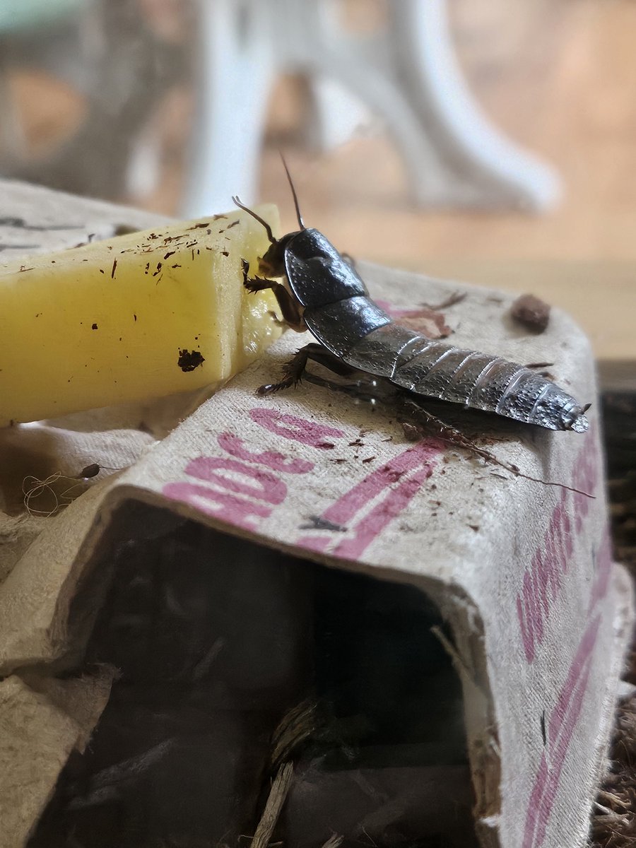 plushypuppy's tweet image. If you told me 5 years ago that I would love insects this much and find them as utterly endearing as I do now, I would have laughed and called ya a liar. 
Anyway, look at my babies!!