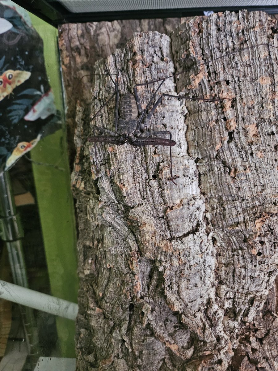 plushypuppy's tweet image. If you told me 5 years ago that I would love insects this much and find them as utterly endearing as I do now, I would have laughed and called ya a liar. 
Anyway, look at my babies!!