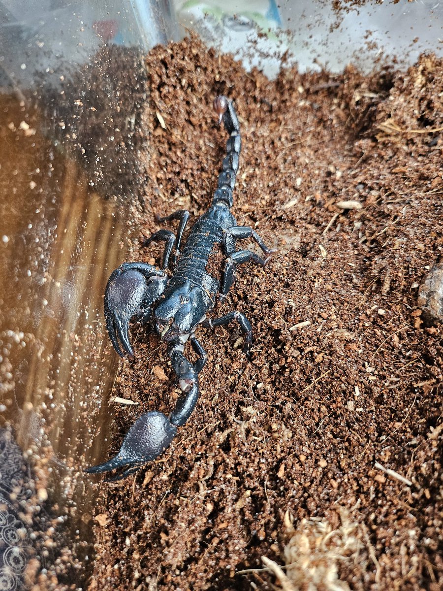 plushypuppy's tweet image. If you told me 5 years ago that I would love insects this much and find them as utterly endearing as I do now, I would have laughed and called ya a liar. 
Anyway, look at my babies!!
