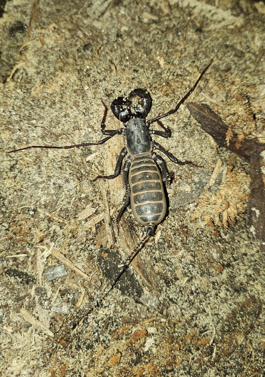plushypuppy's tweet image. If you told me 5 years ago that I would love insects this much and find them as utterly endearing as I do now, I would have laughed and called ya a liar. 
Anyway, look at my babies!!