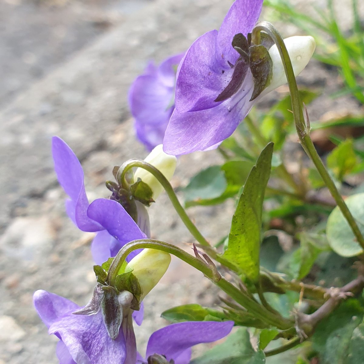 12beesbuzzing's tweet image. Common Dog Violet #sepals for @wildflower_hour 
#pavementplants #gatepost #WildTolworth @ElliotNewton90