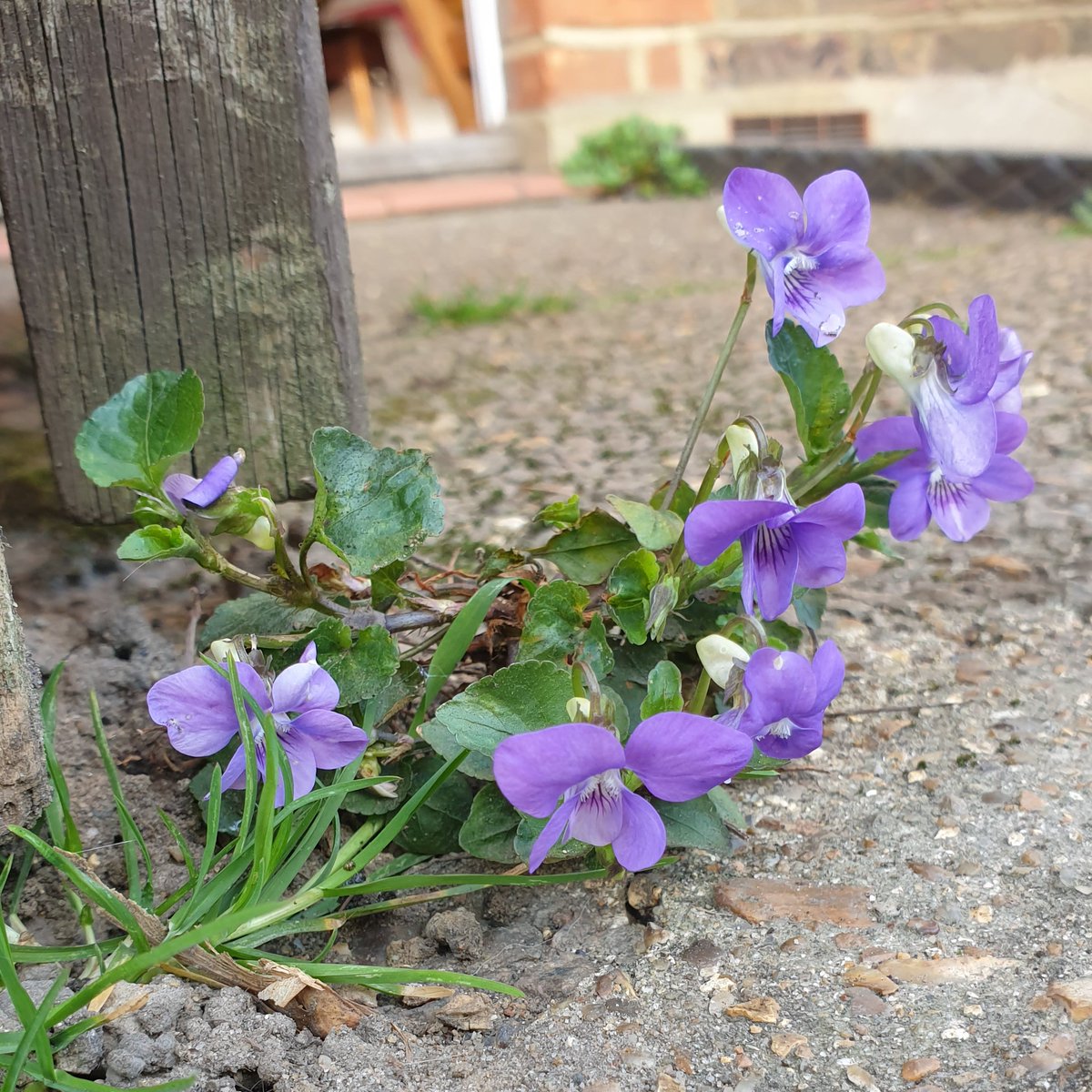 12beesbuzzing's tweet image. Common Dog Violet #sepals for @wildflower_hour 
#pavementplants #gatepost #WildTolworth @ElliotNewton90