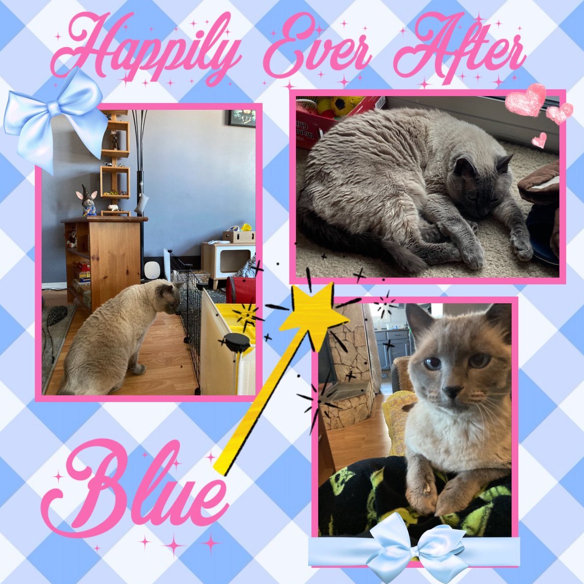 WhiskerRescueAB's tweet photo. Blue was surrendered to us when his senior owner had to move. He is a “special needs” senior himself, who doesn’t like other cats, dogs or kids. He had a grumpy disposition at first &amp; he did not want to be touched. He showed us his true loving self &amp; found a wonderful home! 💕♥️ https://t.co/qZ5H8bzUDM