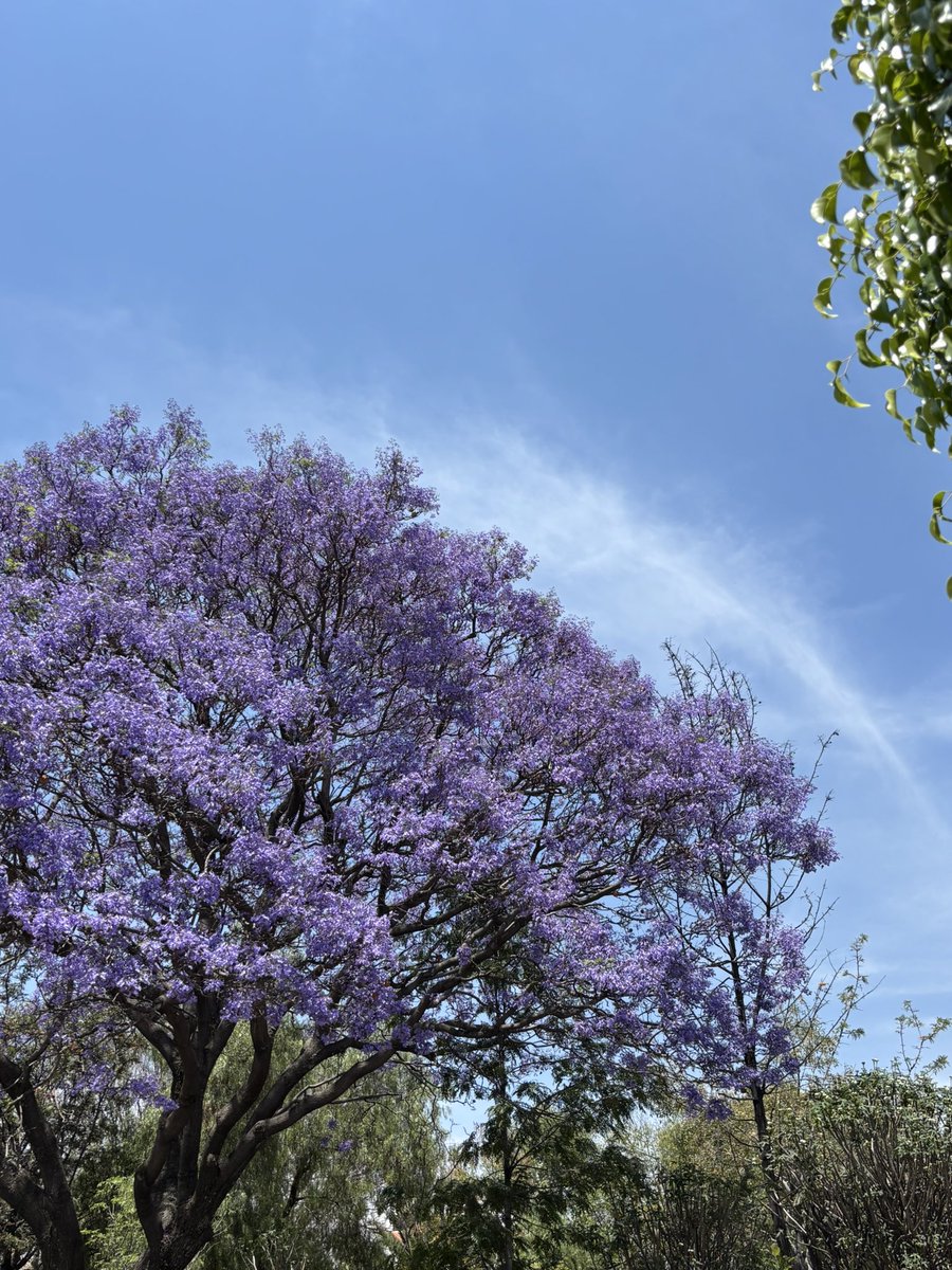 Domingo de desayuno en familia y de aprovechar para tomar una foto especial #JacarandaAzteca <a href="/RicardoBSalinas/">Don Ricardo Salinas Pliego</a> <a href="/JorgeNikaidoB/">Jorge Nikaido</a> <a href="/MLMSalinas/">María Laura Medina de Salinas</a> 

maps.app.goo.gl/U93ov8x3qn6Woz…