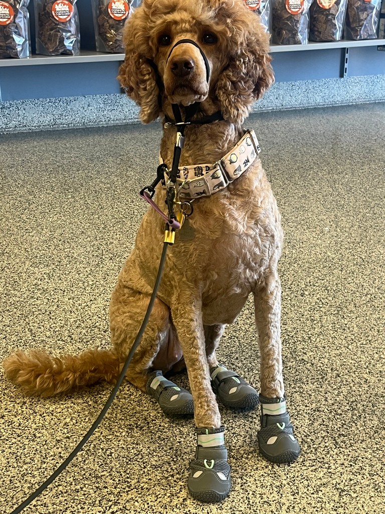 DomesticCarnivo's tweet photo. Maggie May the standard poodle, stopped by to show us her spiffy spring shoes! 

#dogsofinstagram #domesticcarnivore #rawfed #rawfeeding #ancaster #hamont #brantford #dundas #burlington #oakville #dogsofhamilton #dogsofdomesticcarnivore
#rawdogfood #dogtreats #allergyrelief https://t.co/pTa2jWTpLP