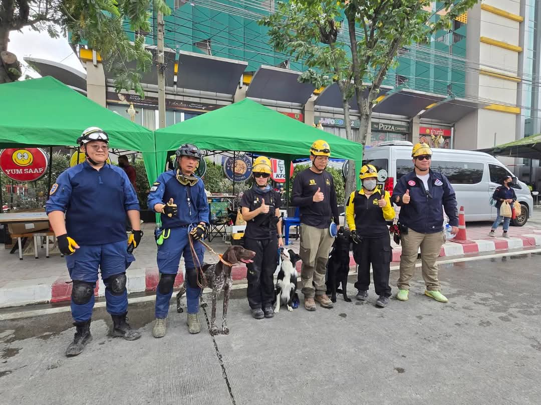 chaleenajaja's tweet photo. ► Thai Volunteer SAR Dog (ไทยอาสาสมัครสุนัขกู้ภัย) บ๊อบ, บลู, จันทร์หอม, สายฟ้า
#สุนัขK9 #สุนัขกู้ภัย https://t.co/A7Xj5RyGEZ