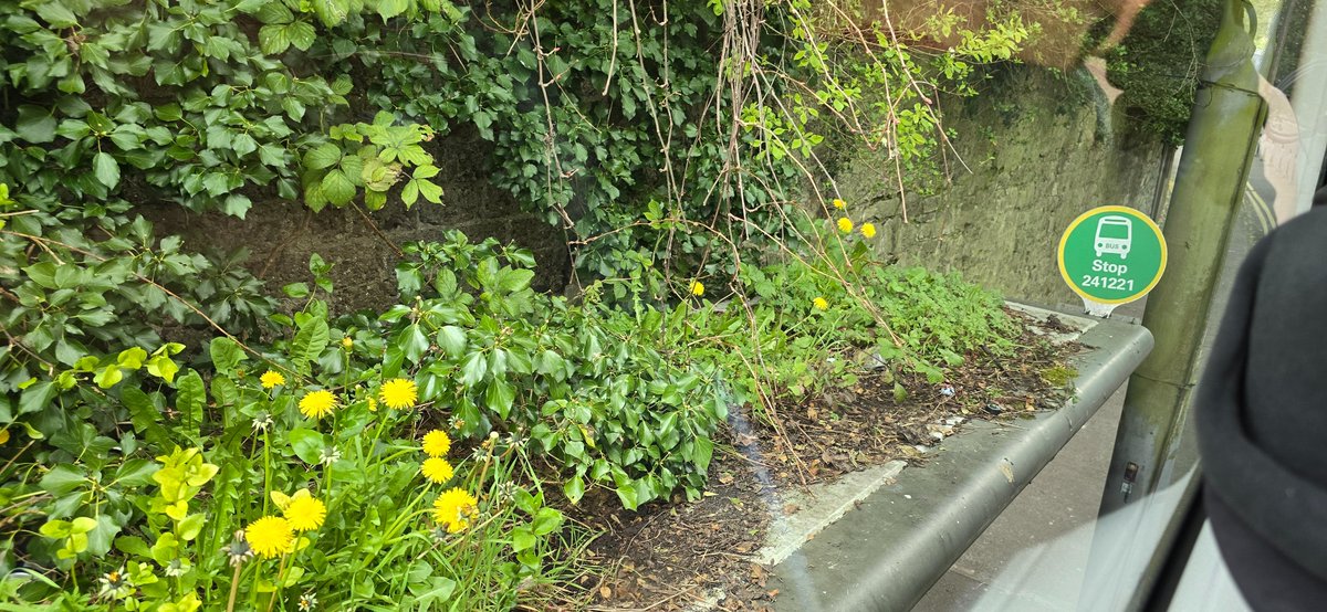 Views from the double decker bus:

Unintentional rewilding atop our bus stops 😇 🌼