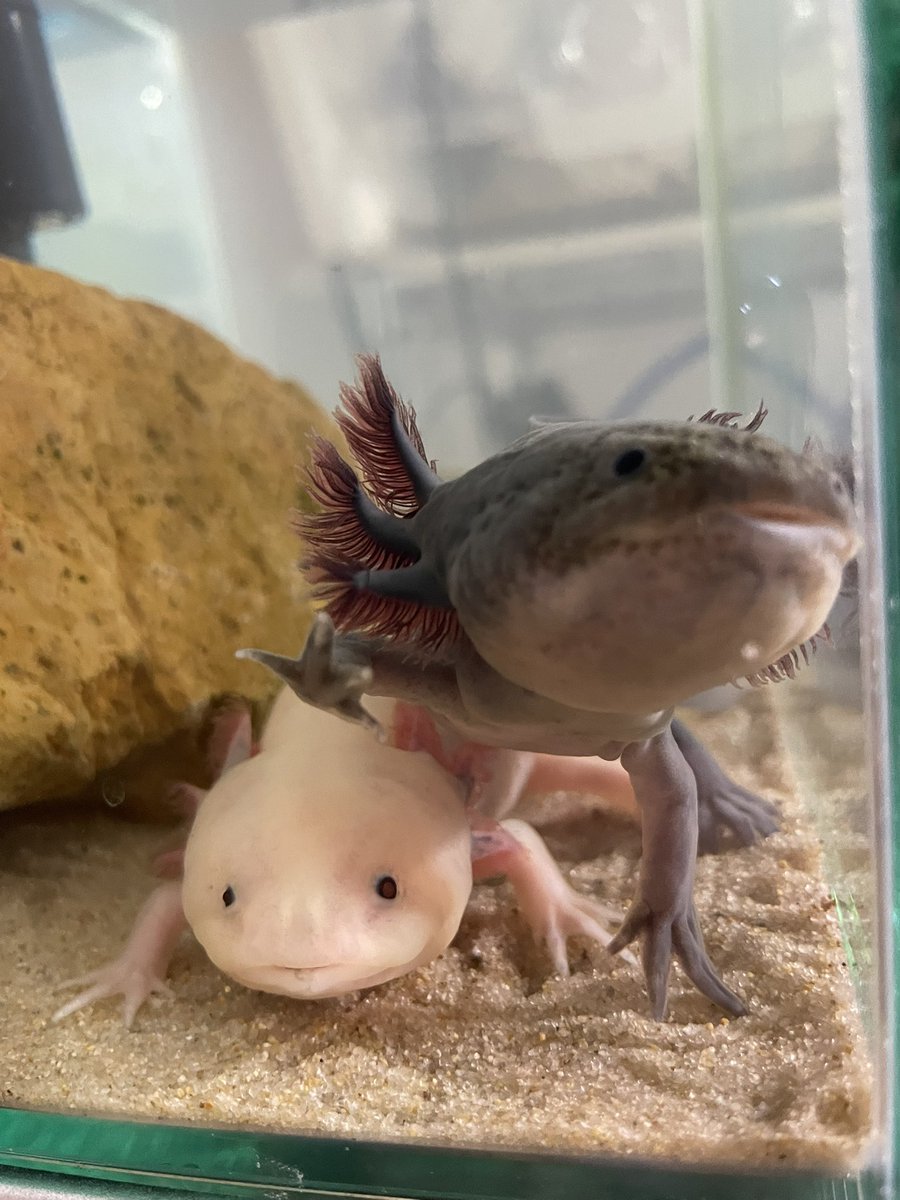 小さい頃は白ウパの方が成長早くて、よく黒ウパを追いかけ回してたのに...
どこかで態度が逆転してるな...