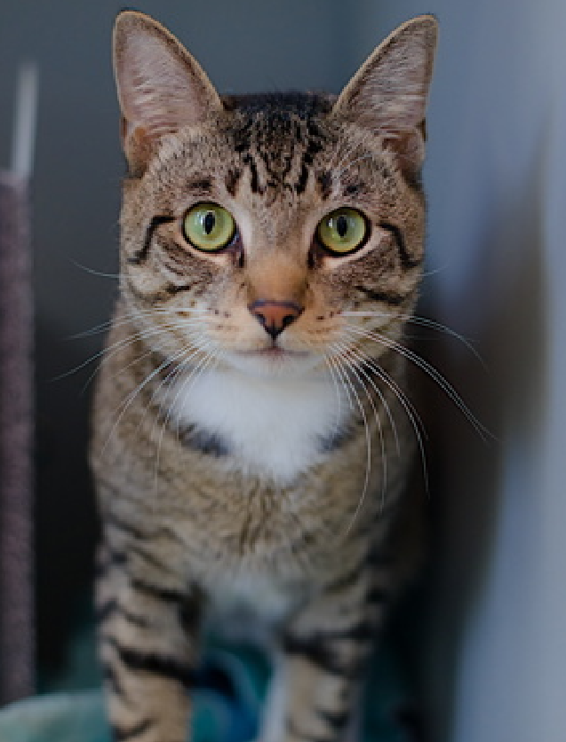 🆘🆘MOCHI , 2 YO,  MALE–  IN QUEENS ACC - came into the shelter as an aco - owner surrender on 1/19/2025, with the surrender reason stated as animal behavior - aggressive towards people (BAD EXCUSE FROM A BAD “Owner”) 🆘🆘 😿 😿 😿 😿

➡️ TBD 4/1/25

➡️ JUST A BABY

➡️ TOO LOW ON