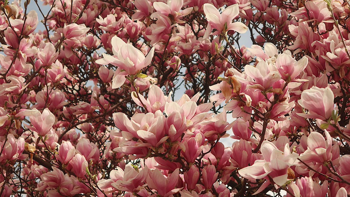 Am #Makartplatz in #Salzburg sind ein Teil der #Magnolien inzwischen in voller Blüte, ein Teil blüht gerade auf und ein Teil ist schon wieder am Abblühen.
Mehr Fotos: claudia.co.at/sbg/magnolienb…