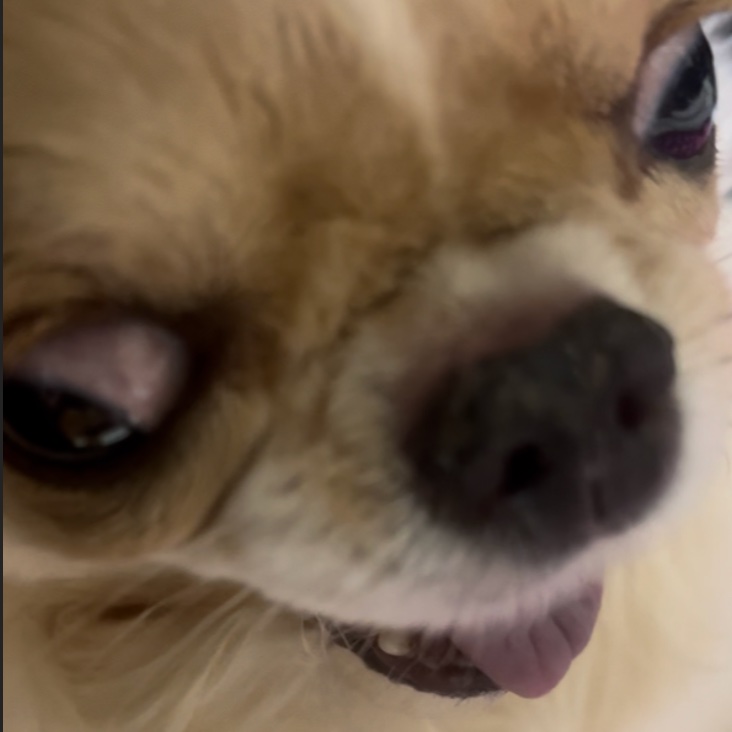 echigoyamoke's tweet photo. に゛ゃん！わ゛わ゛わ゛わ゛わ゛〜💢
今夜のギズモ、捕獲完了。 https://t.co/B9wKJwEuSw