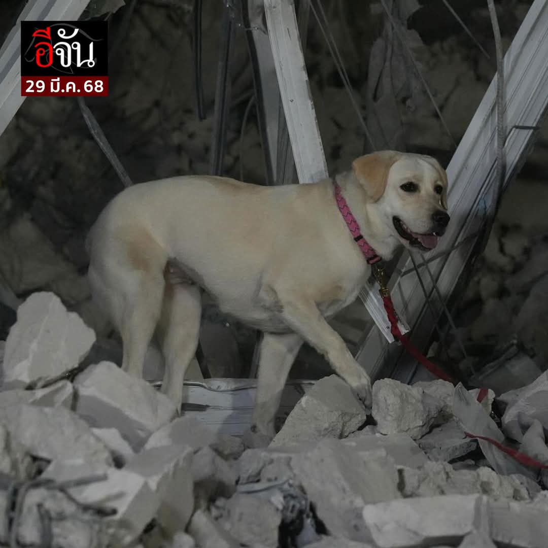 chaleenajaja's tweet photo. **เพิ่มเติม**
K9 นารี K9 สีนวล  K9 USAR Thailand เป็นสุนัขที่อยู่ใต้ภายบังคับบัญชาของ ดร.อลงกต ชูแก้ว รองผู้อำนวยการ K9 USAR 
อย่าลืมเอาใจช่วยน้องๆฮีโร่สี่ขาของเรานะคะ
#สุนัขK9
#สุนัขกู้ภัย https://t.co/pQSRoMztFf