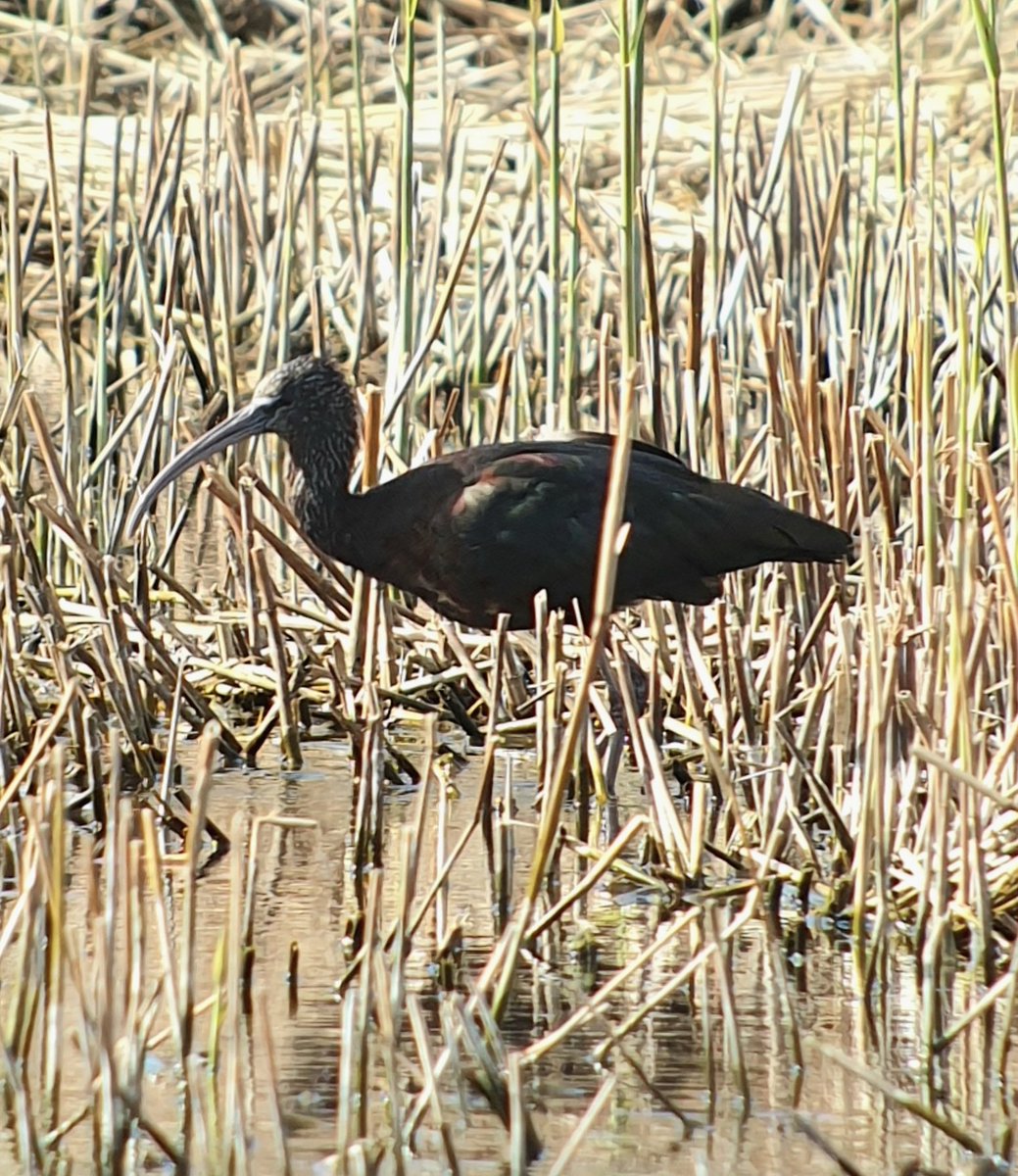 Couple of pics from Ham Wall Somerset