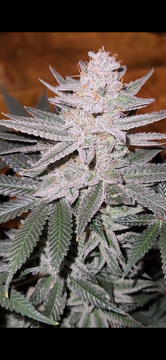 igrowoklahoma's tweet photo. Sour warheads. Getting real close.
 #cannabis #weed #ganja #homegrown #growyourown #medicalmarijuana #oklahomacannabis #igrowoklahoma https://t.co/3G5C8ZHyfT