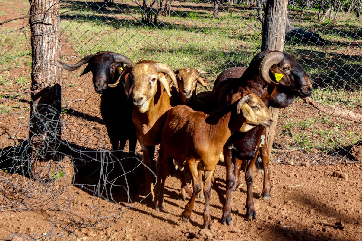 DAMARA rams