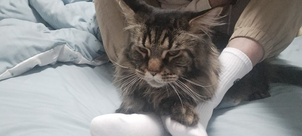 小猫咪宝座