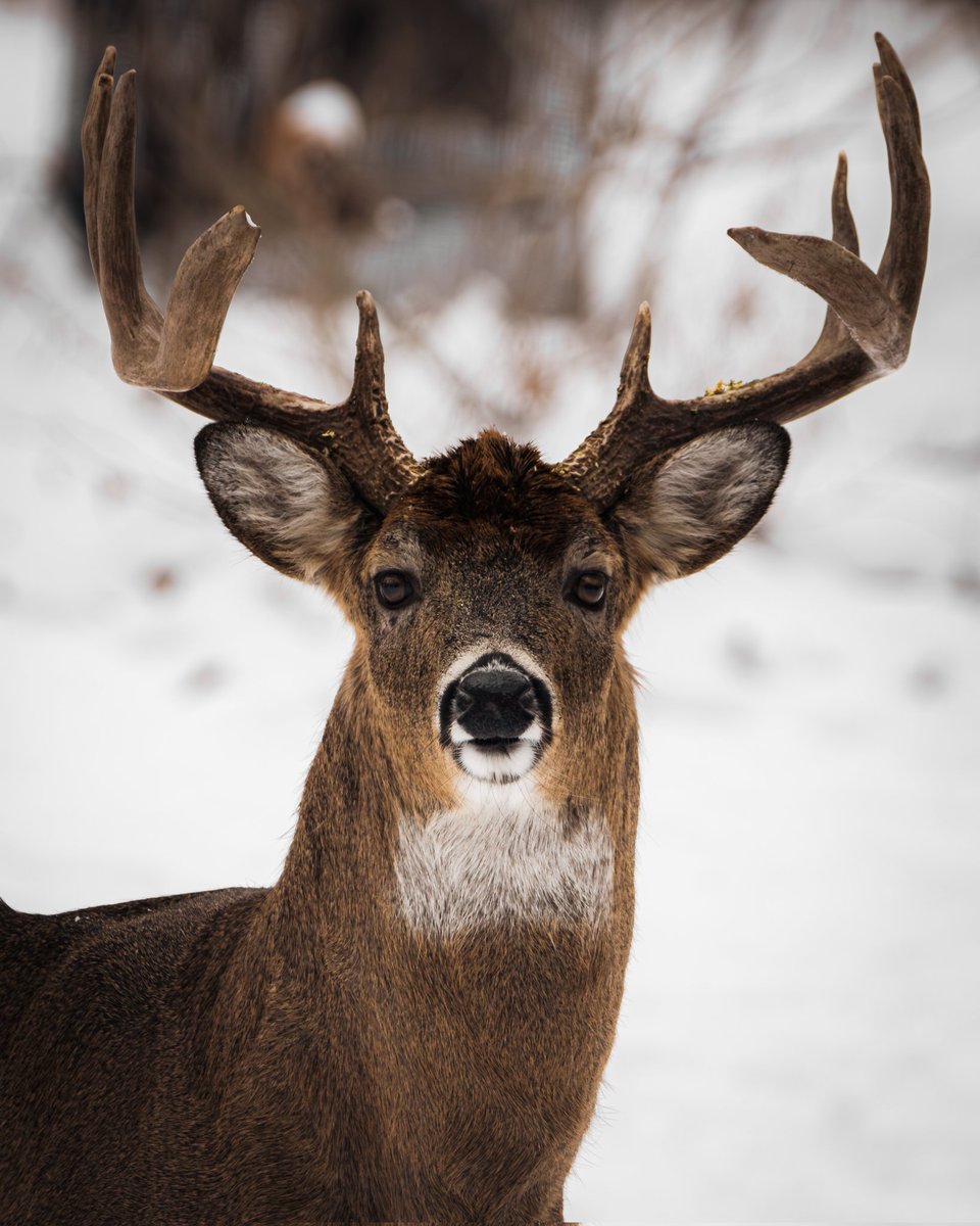 HFH_Jordan's tweet photo. I saw a moose. https://t.co/UUhBw4MvEN