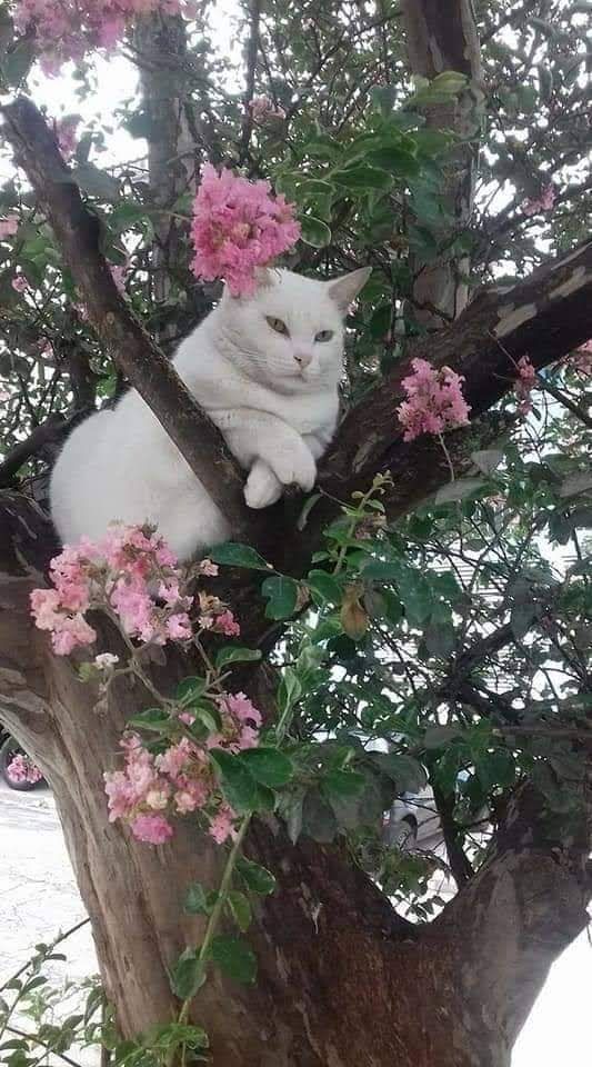 Kristal38922455's tweet image. Quiet and relaxed Sunday, friends 🌸😺🐾
#cats #CatsLover #catsofworld