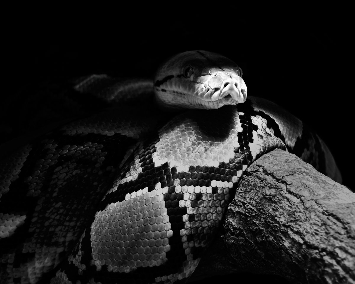 lowbassphotog's tweet image. Somebody's asking to be booped #reticulatedpython #photography #wildlifephotography #animalphotography #snake #snakes #reptile #python #herping #naturephotography #blackandwhite #blackandwhitephotography #herpetology #constrictor #appicoftheweek #canonfavpic #captureone