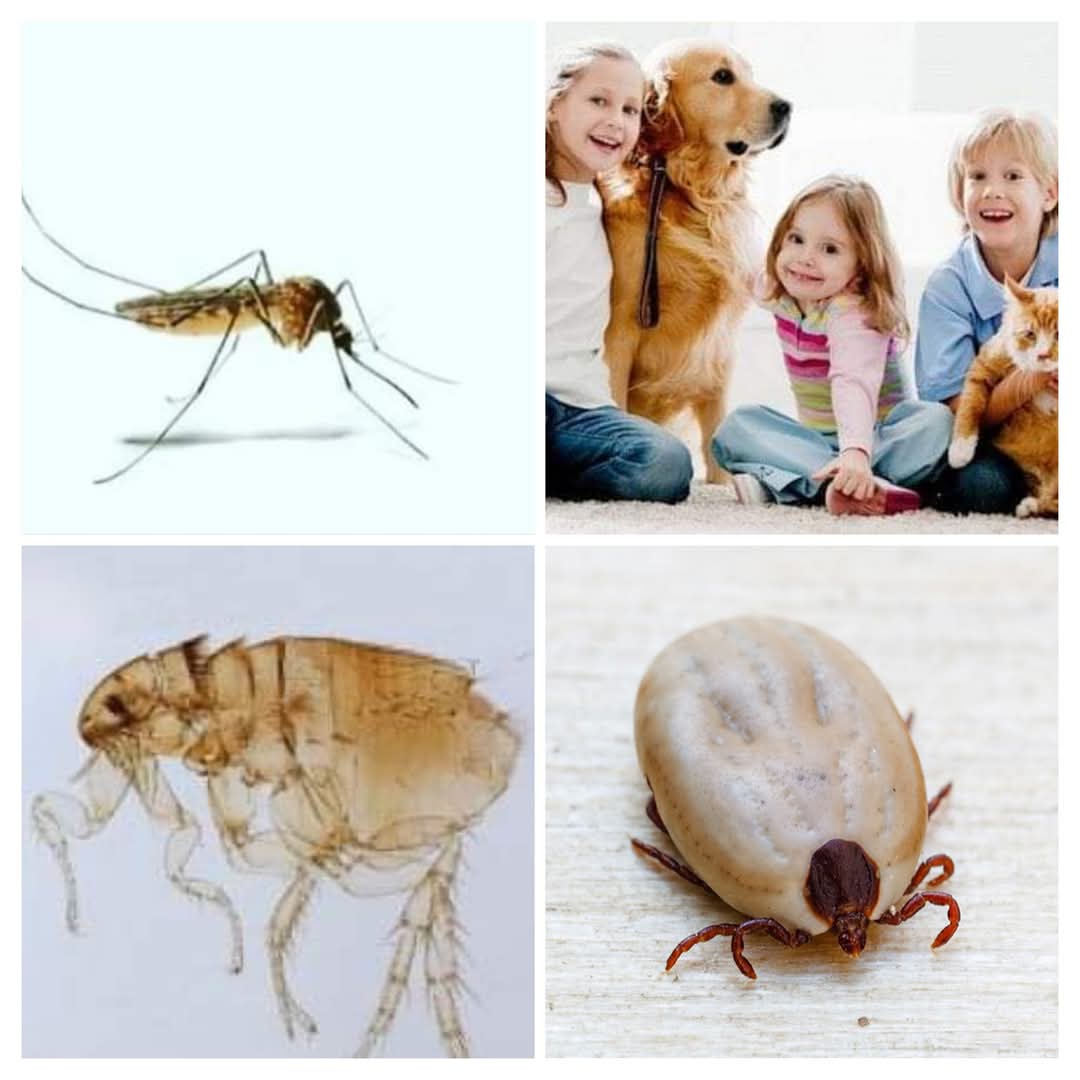 Pulgas, carraças, mosquitos 🆘
Não os deixe entrar em sua casa ⛔🛡

Na Medicalvet temos a solução para o seu caso ❤🐾

#medicalvet
☎️ 968578814
Marcações e Orçamentos 
📨medicalvet.pt/marcacoes
📨geral@medicalvet.pt

#medicalvetfundao
#conselhosmedicalvet
#conselhoveterinario