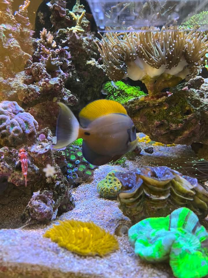 Recifat Aquarium (@greendropszaza) on Twitter photo 