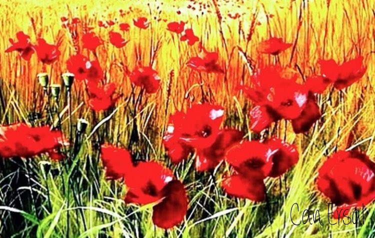 Oy dere Kızıldere
Böyle akışın nere
 
Biz de hal mı bıraktın
San can vere vere

Dere bizim evimiz
Suyu alın terimiz
 
Söyle neden dir dere
Vurulur gençlerimiz

Dere böyle durulmaz
Gence kurşun vurulmaz
 
Sanma zalım olandan
Birgün hesap sorulmaz