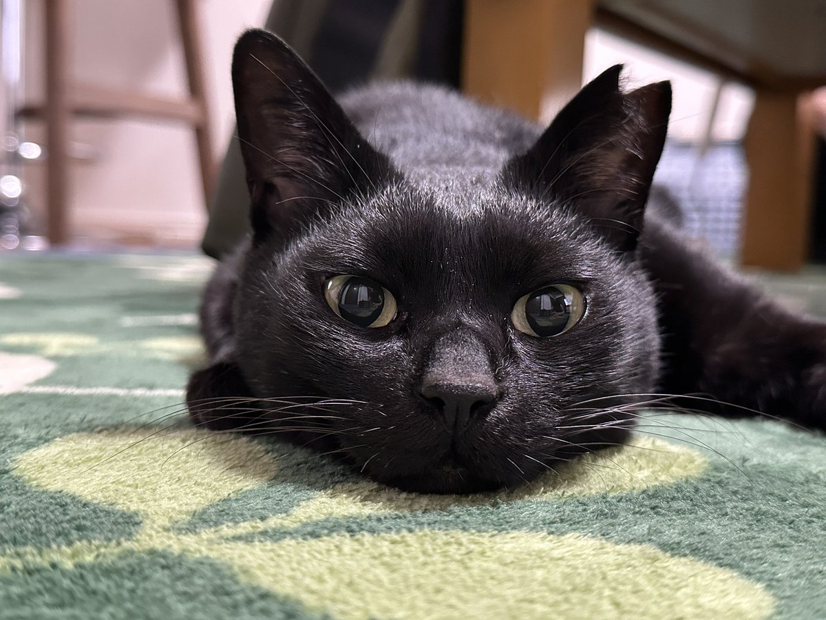 黒猫 on X: 黒猫 on X: