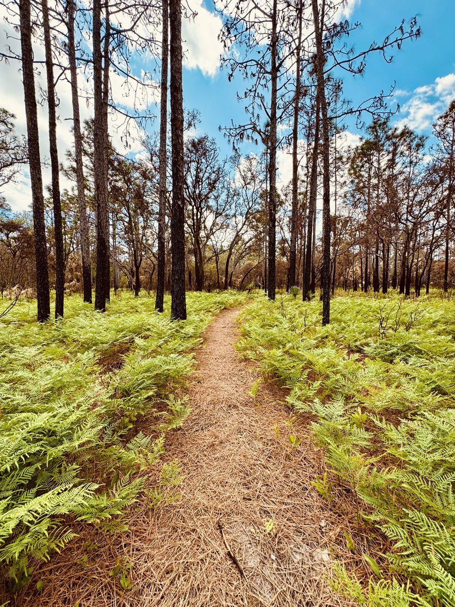 dolbyl's tweet photo. It’s National Take a Walk in the Park Day, where will you go? Wherever you walk, may you find the best views ❤️. #getoutside #nature #optoutside #naturephotography #lovefl #floridatrails #hikefl #hiking #hikingadventures #nationaltakeawalkintheparkday #pitcherplants https://t.co/shju50or12