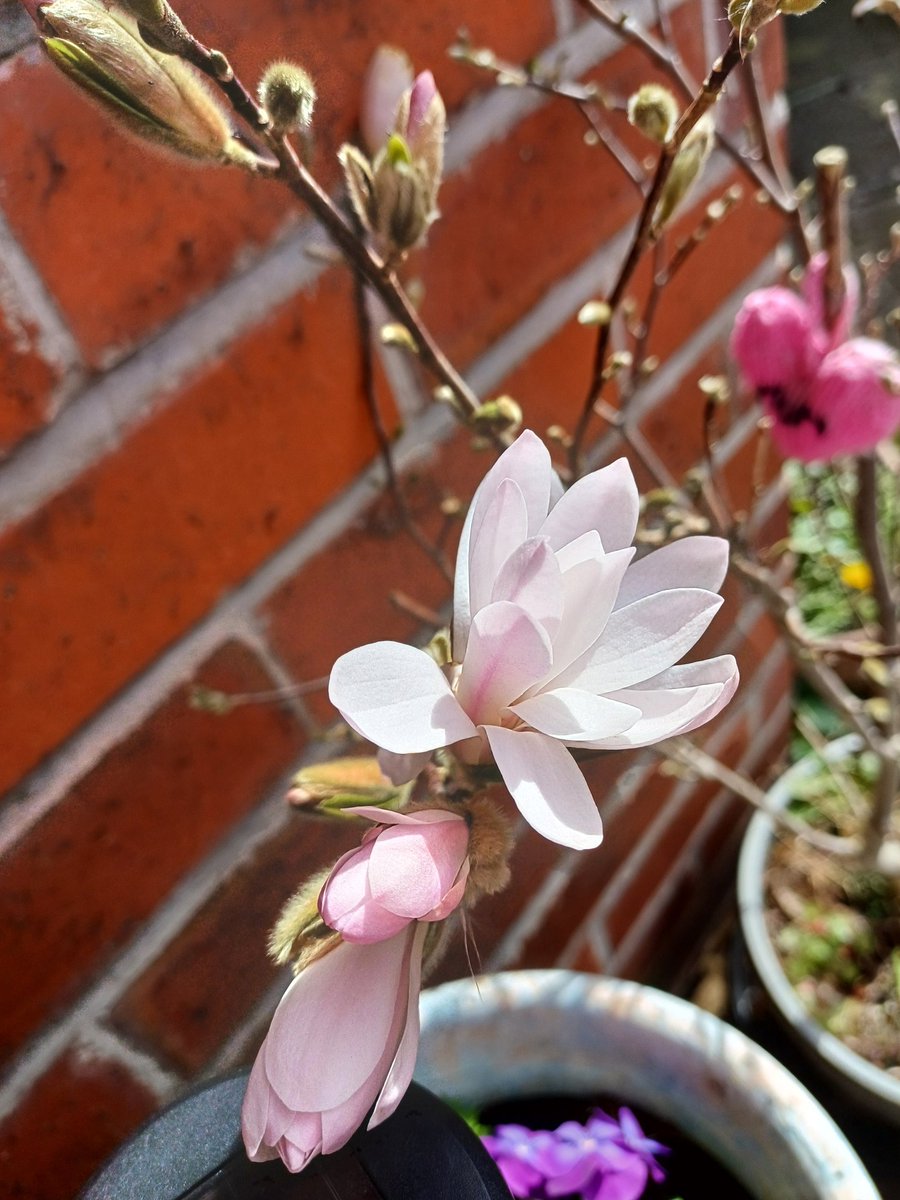 kendie's tweet image. I don't take flowers the crem on Mother's Day but last year I bought a small magnolia tree for my garden and throughout today the first flowers have bloomed. Thank you Mum for sending flowers ❤️ #MothersDay #rememberingmum
