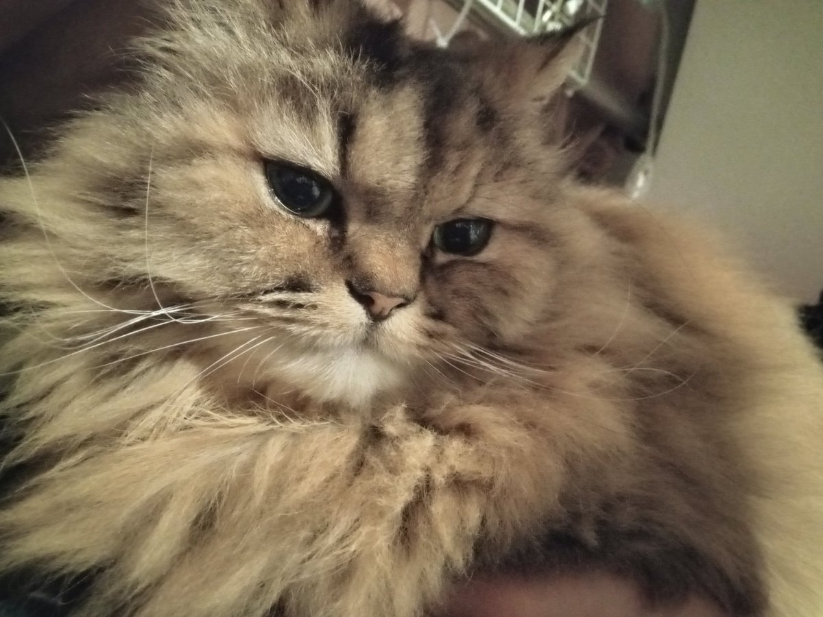 眠いニャ〜🙀💤