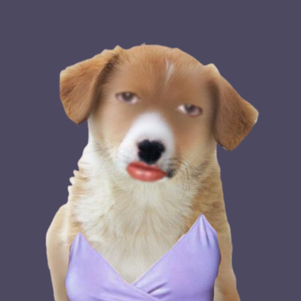 puppfys 🐕 tweet media