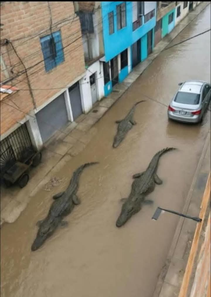 #Trujillo Politiqueros y politiqueras aprovechándose de la coyuntura para obtener votos.