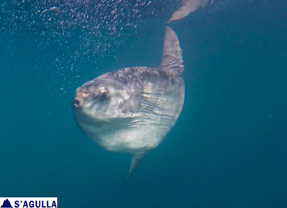 S'Agulla Educa. Med. (@sagullaem) on Twitter photo Bot a la vista! / Sunfish in sight! gorgoniesdelaselva.blogspot.com/2025/03/bot-la… Bot a la vista! / Sunfish in sight! gorgoniesdelaselva.blogspot.com/2025/03/bot-la…