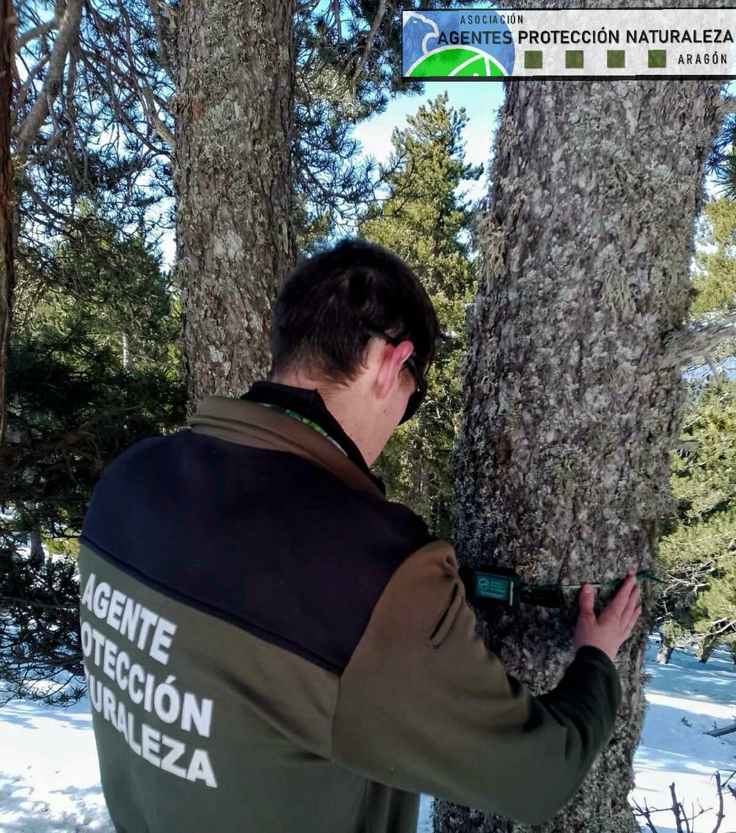AAPNA (@aaffaragon) on Twitter photo Igual que el año pasado, los #AgentesProtecciónNaturaleza colaboramos con el <a href="/ipe_csic/">Instituto Pirenaico de Ecología</a> colocando grabadoras para poder coconocer mejor la distribución del mochuelo boreal (sigue hilo 👇🏽) Igual que el año pasado, los #AgentesProtecciónNaturaleza colaboramos con el <a href="/ipe_csic/">Instituto Pirenaico de Ecología</a> colocando grabadoras para poder coconocer mejor la distribución del mochuelo boreal (sigue hilo 👇🏽)